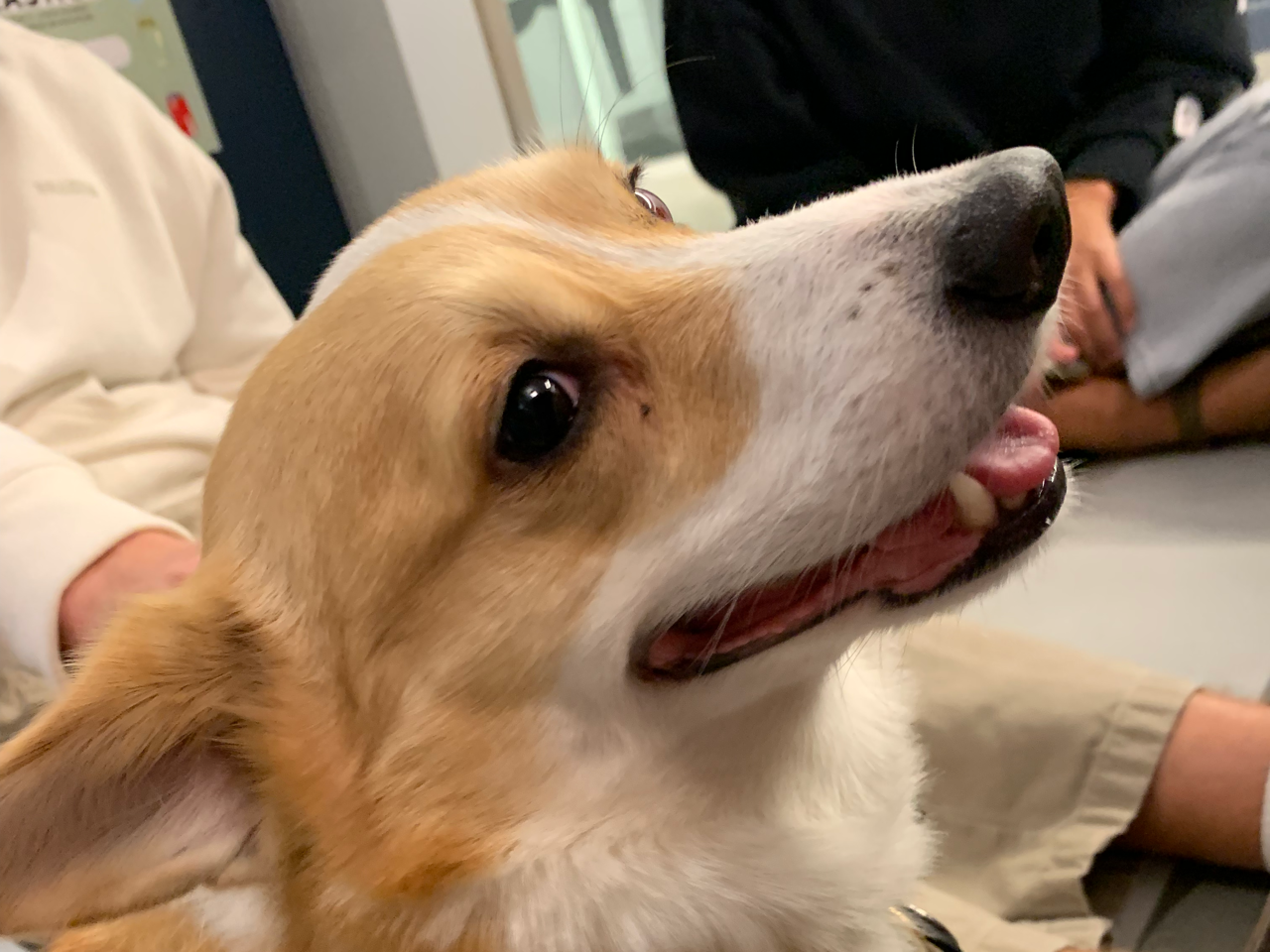 A close-up picture of a corgi named Sandie.