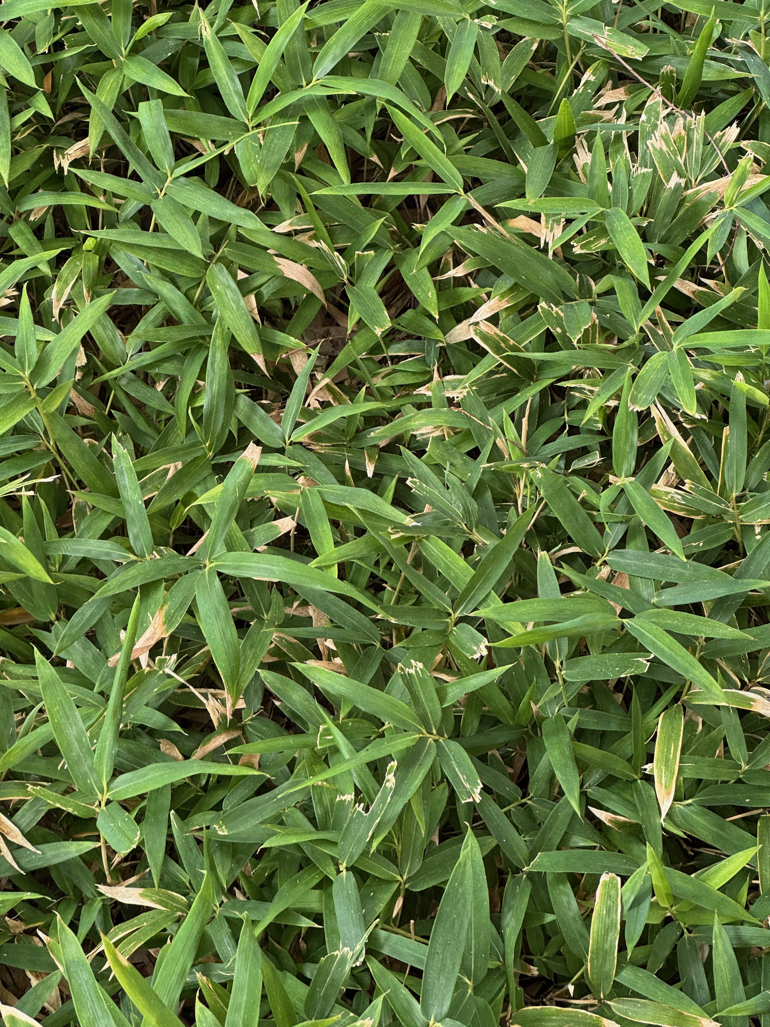 A picture of some grass.